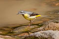 Grey Wagtail Motacilla cinerea cinerea