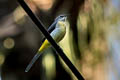 Grey Wagtail Motacilla cinerea cinerea