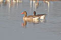 Greylag Goose Anser anser rubrirostris