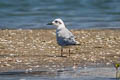 Gull-billed Tern Gelochelidon nilotica addenda