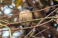 Hainan Blue Flycatcher Cyornis hainanus hainanus