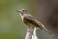 Hainan Blue Flycatcher Cyornis hainanus hainanus