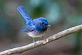Hainan Blue Flycatcher Cyornis hainanus hainanus