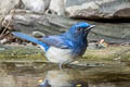 Hainan Blue Flycatcher Cyornis hainanus hainanus