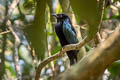 Hair-crested Drongo Dicrurus hottentottus hottentottus