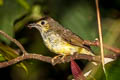 Hairy-backed Bulbul Tricholestes criniger criniger