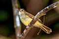 Hairy-backed Bulbul Tricholestes criniger criniger