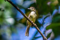 Hairy-backed Bulbul Tricholestes criniger criniger