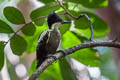 Heart-spotted Woodpecker Hemicircus canente