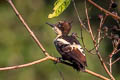 Heart-spotted Woodpecker Hemicircus canente