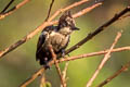 Heart-spotted Woodpecker Hemicircus canente