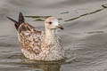 Heuglin's Gull Larus fuscus heuglini