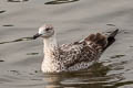 Heuglin's Gull Larus fuscus heuglini