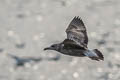 Heuglin's Gull Larus fuscus heuglini