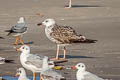 Heuglin's Gull Larus fuscus heuglini