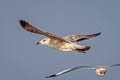 Heuglin's Gull Larus fuscus heuglini