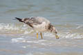 Heuglin's Gull Larus fuscus heuglini