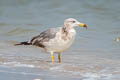 Heuglin's Gull Larus fuscus heuglini