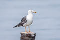 Heuglin's Gull Larus fuscus heuglini