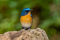 Hill Blue Flycatcher Cyornis whitei whitei