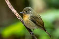 Hill Blue Flycatcher Cyornis whitei whitei