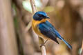 Hill Blue Flycatcher Cyornis whitei whitei