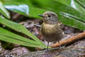 Hill Blue Flycatcher Cyornis whitei whitei