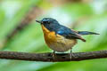 Hill Blue Flycatcher Cyornis whitei whitei