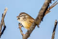 Hill Prinia Prinia atrogularis erythropleura