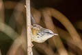 Hill Prinia Prinia atrogularis erythropleura