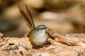 Hill Prinia Prinia atrogularis erythropleura