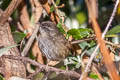 Hill Prinia Prinia atrogularis erythropleura