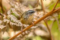 Hill Prinia Prinia atrogularis erythropleura