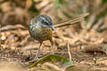 Hill Prinia Prinia atrogularis erythropleura