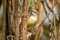 Hill Prinia Prinia atrogularis erythropleura