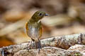 Himalayan Bluetail Tarsiger rufilatus rufilatus