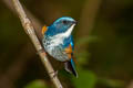 Himalayan Bluetail Tarsiger rufilatus rufilatus