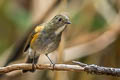 Himalayan Bluetail Tarsiger rufilatus rufilatus