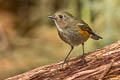 Himalayan Bluetail Tarsiger rufilatus rufilatus