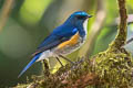 Himalayan Bluetail Tarsiger rufilatus rufilatus