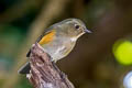 Himalayan Bluetail Tarsiger rufilatus rufilatus