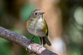 Himalayan Bluetail Tarsiger rufilatus rufilatus