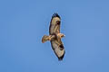 Eastern Buzzard Buteo refectus