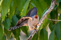 Himalayab Cuckoo Cuculus saturatus