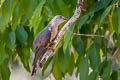 Himalayab Cuckoo Cuculus saturatus