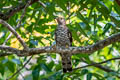 Himalayab Cuckoo Cuculus saturatus