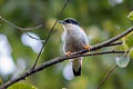 Himalayan Cutia Cutia nipalensis melanchima