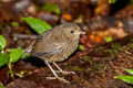 Himalayan Shortwing Brachypteryx cruralis