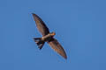 Himalayan Swiftlet Aerodramus brevirostris ssp.