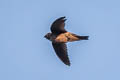 Himalayan Swiftlet Aerodramus brevirostris ssp.